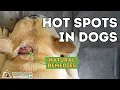 Hot Spots In Dogs Natural Home Remedies