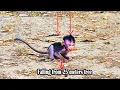 Download Lagu G0dHeIp! Monkey baby got almost unconscious falling from 25 meter tree while his mom-was-A.ttaacked