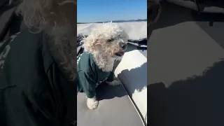 Tender Ride to Shore -Dogs Life #boatlife #boatliving #boating #sailing #boatinglifestyle