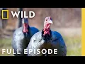 Turkeys in Disguise Full Episode United States of Animals Nat Geo Wild