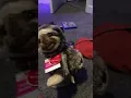 Dancing sloth meme
