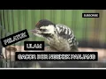 Suara burung pelatuk ulam gacor ngekek panjang