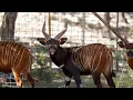 EWA Exotic Deer Industry Auction