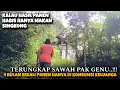 Lagu TERUNGKAP SAWAH PAK GENU TERNYATA SEPERTI INI ❗❗HANYA MAKAN SINGKONG DISAAT HABIS PANEN