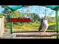Download Lagu SUARA BURUNG CIBLEK GACOR COCOK UNTUK PIKAT CIBLEK‼️MASTERAN CIBLEK JUARA DAN PANCINGAN CIBLEK