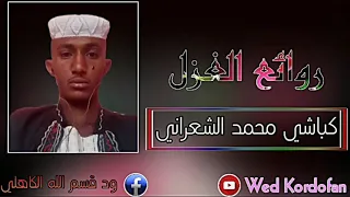 كباشي محمد الشعراني غزل 