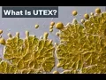 The Collections UTEX Culture Collection of Algae