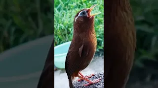 جمال زقزقة العصافير عصفور 