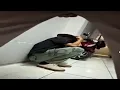 Download Lagu chất lượng của video này sẽ khiến bạn run sợ...