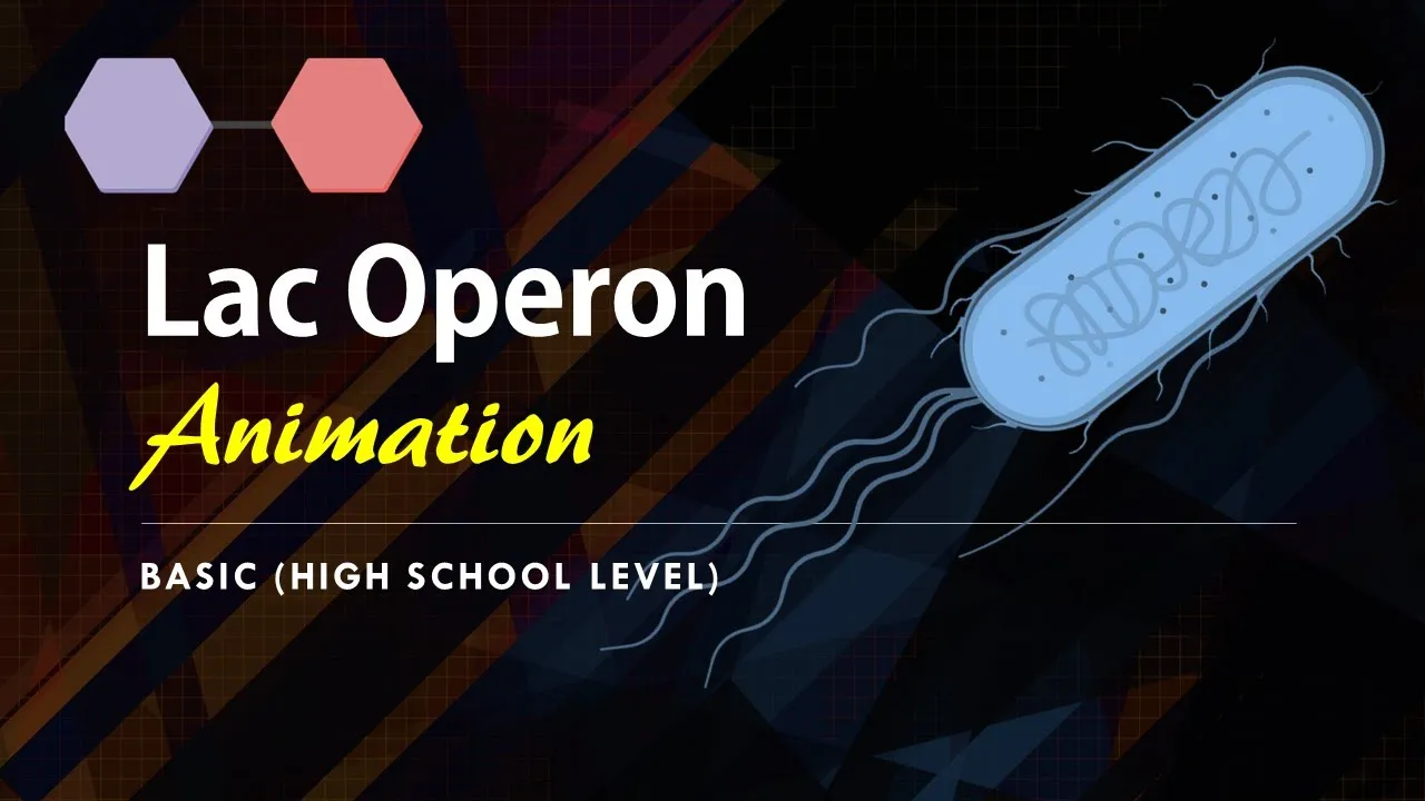 Lac Operon (Basic) Animation || Gene regulation in Prokaryotes