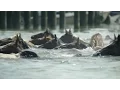 Watch Famous Ponies Swim in Chincoteague Island Tradition National Geographic