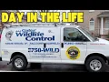 A Day in the Life of a Gates Wildlife Control Technician Raccoon Skunk Fox Removal