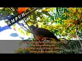Download Lagu @AjoPikat ||Suara Pikat Burung Terkukur||Jernih 100% Ampuh