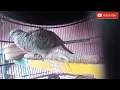 Download Lagu suara perkutut bangkok paling bisa bikin perkutut anda gacor di gantangan