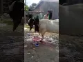 Download Lagu Kambing Kurban 2 Kali Potong Terbangun Lagi #shorts #iduladha