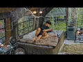 Download Lagu Forest Camping in Rain with My Dog . 2-Room Inflatable Tent . Thunder \u0026 Lightening ASMR