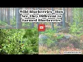 Wild Blueberries bilberry vs Regular - How Are They Different