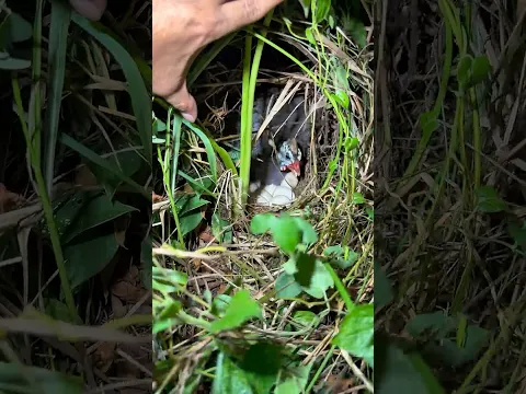 Niatnya mau cari ikan bersama si boy malah nemu ayam hutan lagi mengerami telurnya !! #viral