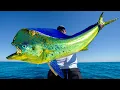 Download Lagu GIANT Deep Sea Mahi Mahi! Catch Clean Cook (Puerto Vallarta, Mexico)
