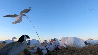 Ongaro guides a group for Specs, Ducks and Snows | Duck and Goose Hunting Limits Alberta @Cabela-s