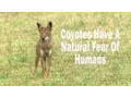Coexisting with Urban Coyotes