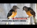 Download Lagu SUARA PANCINGAN  MURAI BATU TROTOL AGAR CEPAT BELAJAR BUNYI NGEPLONG \u0026 EMOSI BONGKAR ISIAN