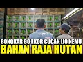 Download Lagu BONGKAR ! 80 EKOR CUCAK IJO BODY SUPER KIRIMAN ACEH !!! KETEMU YG LANGSUNG GACOR DIKANDANG OMBYOKAN