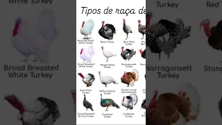 انواع ديك الرومي 