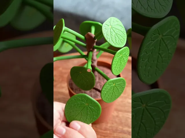 Pilea Food Picker - The Chinese Money Plant - Dinner Decider video thumbnail