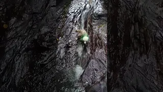 Our Sailing Dog LOVES Sliding Down Waterfalls! 🌊🍃 #trinidad #caribbean #dog