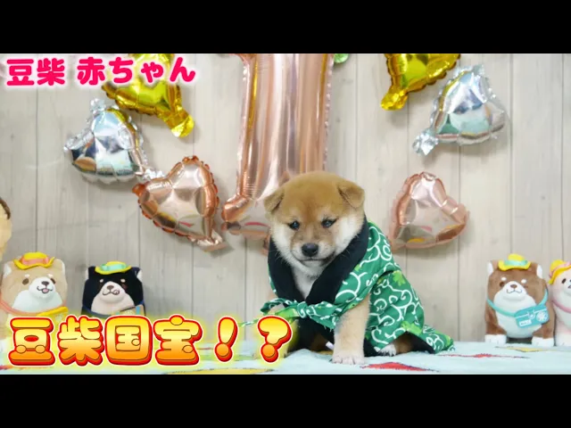 動画
