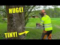 Download Lagu Zou jij het aandurven om deze dubbele ratelpopulier met een kettingzaag om te zagen?