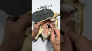 He Wants to Keep His Turtle Forever