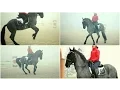 Download Lagu Murgese Licensed Breeding Stallion ☆ CARLETTO [HD MOVIE]