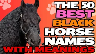 The 50 Best Black Horse Names with Meanings