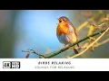 Download Lagu Forest Birdsong Nature Sounds - Relaxing Bird Sounds for Sleeping - Calming Birds Chirping Ambience