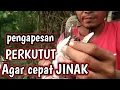 Download Lagu Rahasia Kelemahan PERKUTUT LOKAL yang GIRAS AGAR CEPAT JINAK