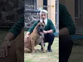 Download Lagu Meet the real gangster🦁mighty Presa Canario🔥#presacanario#dog#viral#shorts