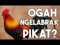 Download Lagu Inilah Penyebab Ayam Hutan Mendekat Tapi Tidak Mau T4rung