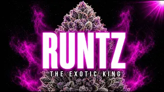 Runtz The California Strain That Took Over The Entire Exotic Scene