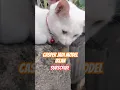 Download Lagu Casper kucing ganteng jadi model iklan #cat #lucu #catlover