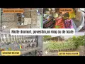 Download Lagu Vlog 23 Romania/multe cumparaturi/povestim/primii porumbei in noua casa