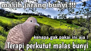 terapi perkutut pagi hari perkutut gacor