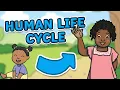 The Life Cycle of a Human Human Life Cycle Science for Kids
