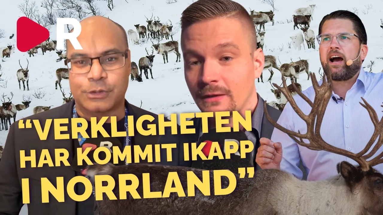 Offensiv Mot Samebyarna: Sd Storsatsar På Norrland Inför Valet