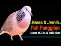 Download Lagu Suara Burung Tekukur Pikat MP3 Paling Gacor Untuk Pancingan