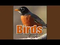 Download Lagu Bird, Flycatcher - Red Breasted Flycatcher: Calling, Animal Birds