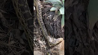 Snakes everywhere!  A HUGE Gopher Snake and a Baby Rosy Boa. #snakeawareness #snake #snakes