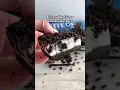 Download Lagu 4-ingredient Oreo cheesecake bars