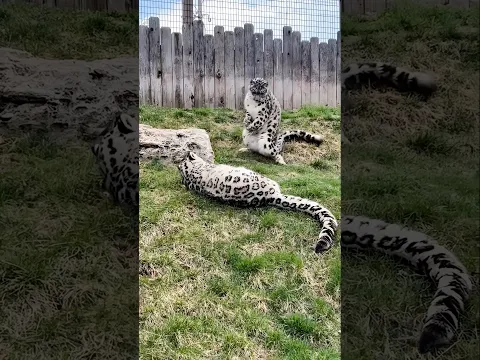 This Leopard Couple Will Warm Your Heart ❤️